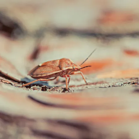 Close-up of a bed bug with antennae on textured bark with soft orange and beige tones in background.