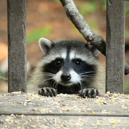 Curious raccoon peeking over a wooden deck railing with scattered birdseed around its paws.