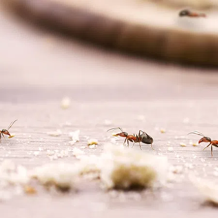 Close-up of red ants carrying food crumbs on a wooden surface with blurred background elements.