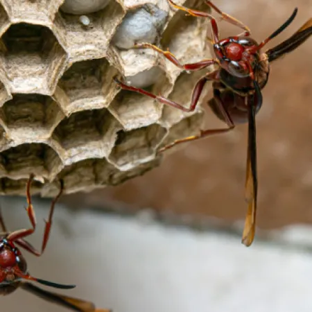 Debunking Common Pest Control Myths: What Homeowners Really Need to Know