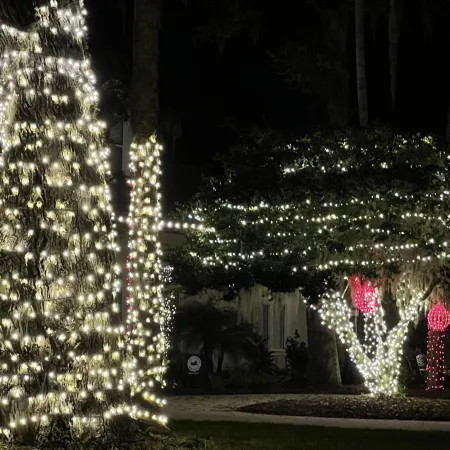 a group of trees with lights