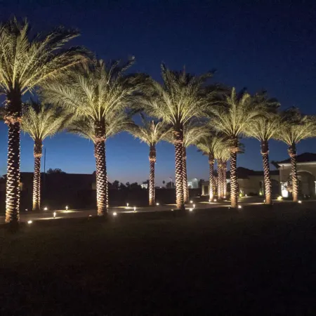 a group of palm trees at night