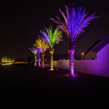 a group of trees with lights