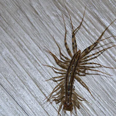Close-up of a brown centipede with many legs on a textured wooden surface.