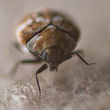 Close-up macro image of a bed bug on a soft fabric surface showing detailed body texture and legs.