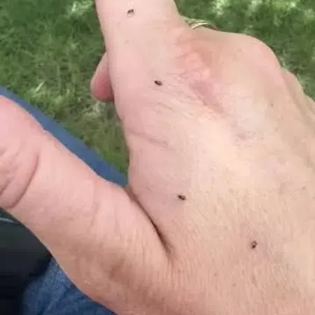 Close-up of a hand with multiple small black flies on the skin against a grassy background.