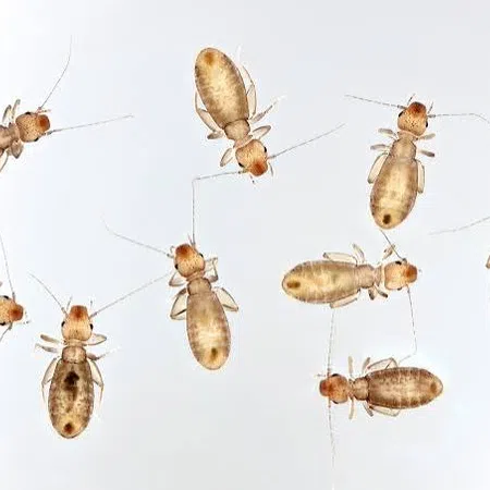 Close-up view of several small brown termites with antennae on a white background.