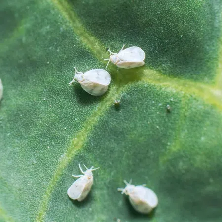 Close-up of white aphids feeding on a green leaf with visible veins and texture detail.