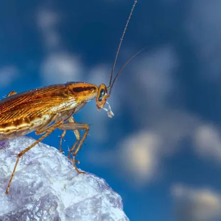 Close-up of a brown cockroach on a textured rock with a blurred blue sky background.