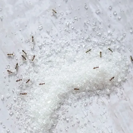 Small ants swarming around a pile of white sugar crystals on a textured surface.