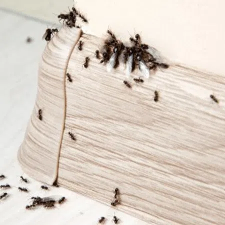 Black ants swarming a wooden baseboard against a white wall inside a room.