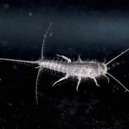 Close-up of a silverfish insect with long antennae and hairy body on a dark background.