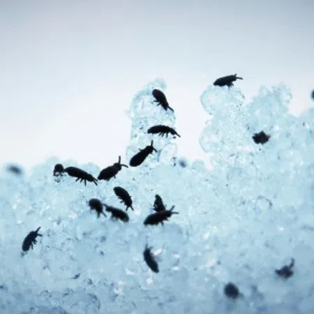 Close-up of black springtails on translucent ice crystals against a pale background.