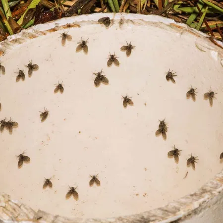 Small flies trapped inside a white cylindrical container on grass and dried plant debris outdoors.