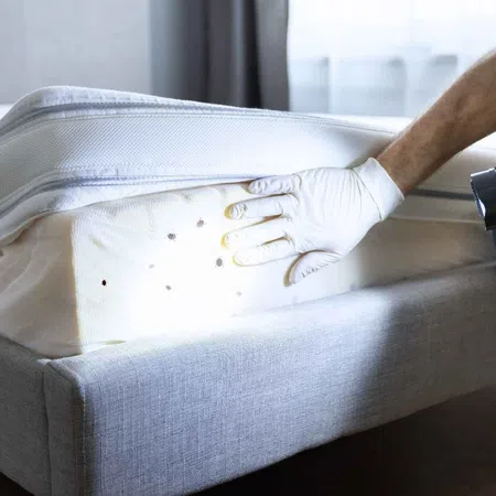 Person inspecting mattress for bed bugs using flashlight and wearing gloves on a grey bed frame.