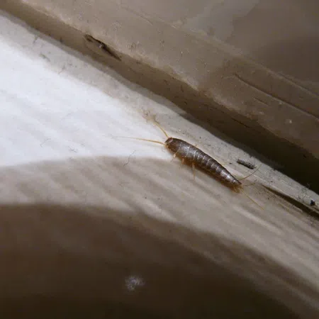 Close-up of a silverfish insect with metallic scales crawling on a dusty white surface near a wall corner.