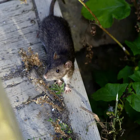 Brown rat climbing on a weathered wooden plank surrounded by green leaves and dry plants outdoors.