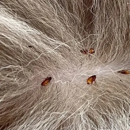 Close-up of brown fleas on dense light gray animal fur showing pest infestation detail.