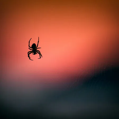 Silhouette of a spider hanging from a web with a blurred orange and dark blue background at sunset.