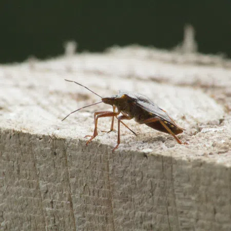 Close-up of a brown insect with long antennae on weathered wooden surface outdoors