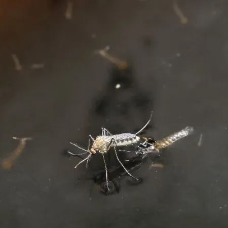 Close-up of mosquito larvae in standing water with adult mosquito resting on the surface tension.