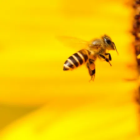 Honeybee flying near the center of a bright yellow sunflower collecting pollen