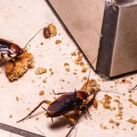 Four cockroaches crawling on tiled floor near crumbs beside a wall corner, highlighting pest infestation.