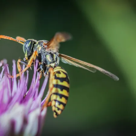 Close-up of a yellow and black wasp feeding on a purple flower against a blurred green background