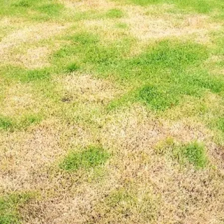 Patchy lawn with areas of dry, brown grass and healthy green grass interspersed across the field.