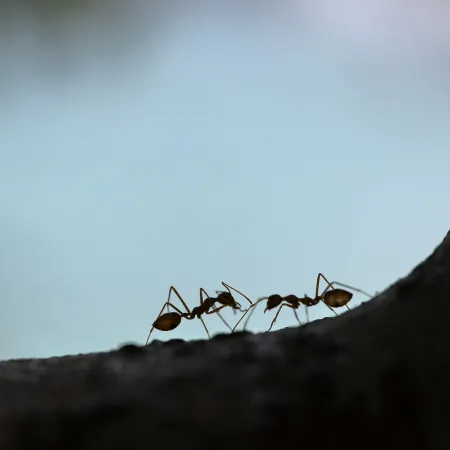 Caribbean Crazy Ants in Broward County, FL