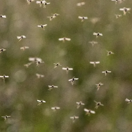 Swarm of small flying insects against a blurred green natural background in daylight.