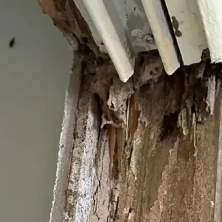 Close-up of severe wood rot and termite damage on a house door frame next to a wall with peeling paint.