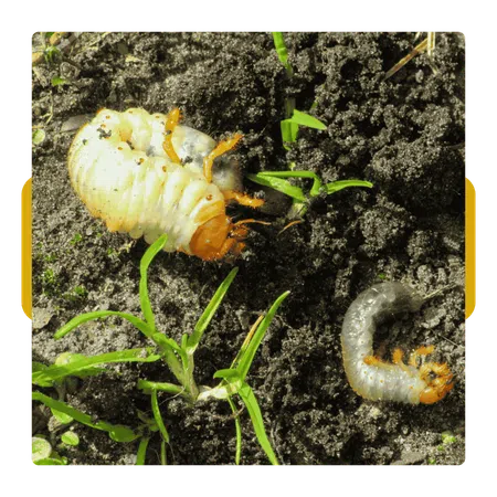 Close-up of white grubs with orange heads in soil among green grass blades.