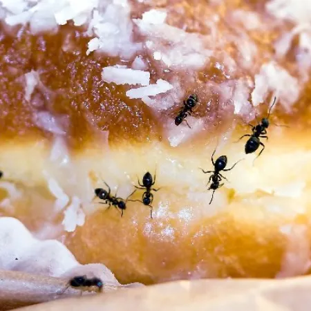 Close-up of ants crawling on a glazed bread roll with sugar and coconut flakes on top.