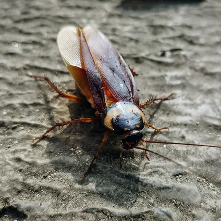 Close-up of a brown cockroach with spread wings on a rough gray surface in natural light.