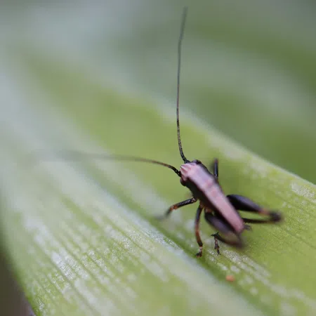 Close-up of a small cricket with long antennae on a green leaf in natural light.