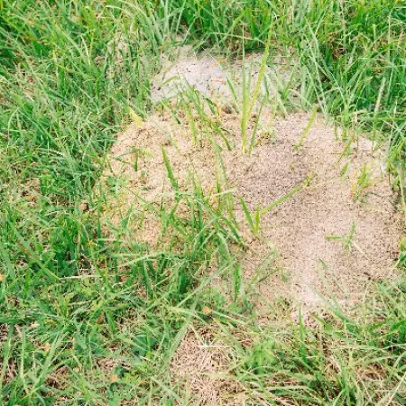 Small anthill surrounded by green grass blades in a natural outdoor setting under daylight.