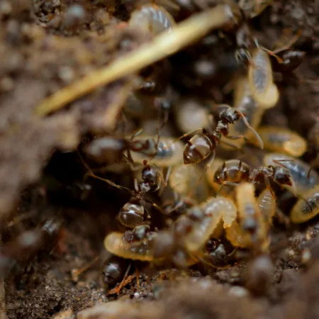 Close-up of ants tending to larvae inside an underground colony in soil.