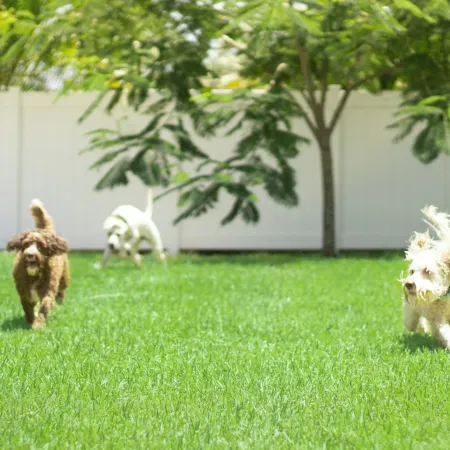 Four dogs running on green grass in a backyard with two women watching near a white fence on a sunny day