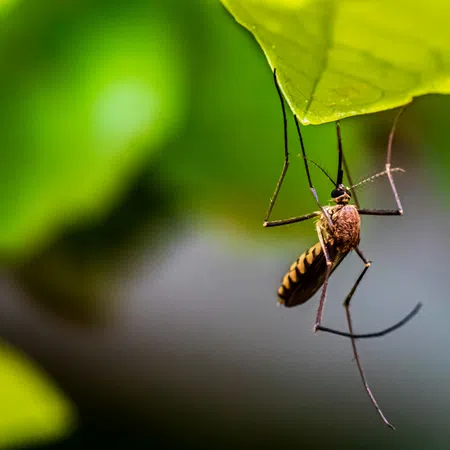 Close-up of a mosquito hanging from a green leaf with blurred natural background in soft light.