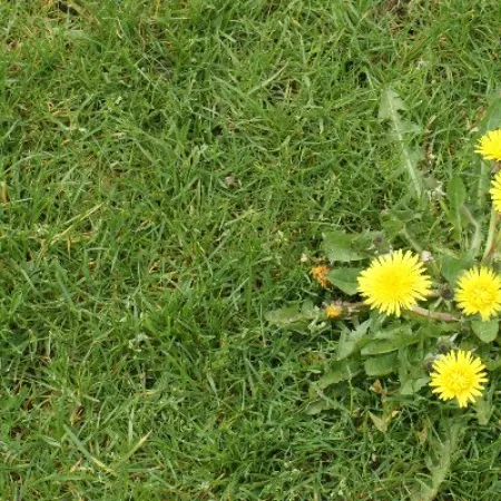 Cluster of yellow dandelion flowers growing in a green grassy lawn under daylight.