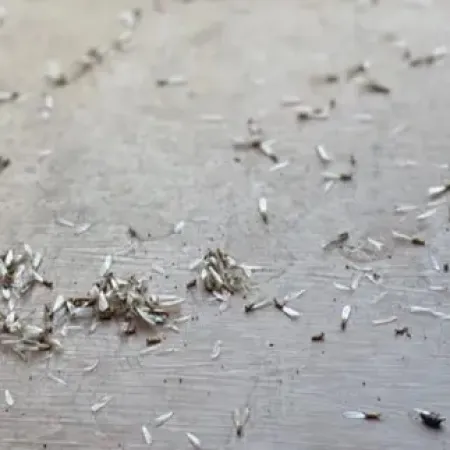 Numerous dead insects scattered across a smooth floor surface with natural light casting shadows.