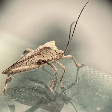 Close-up of a brown shield bug with long antennae standing on a reflective surface.