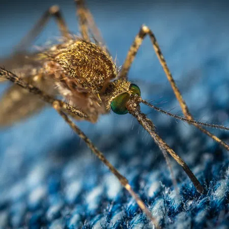 Close-up macro of a mosquito with detailed green eyes and legs on blue fabric surface.