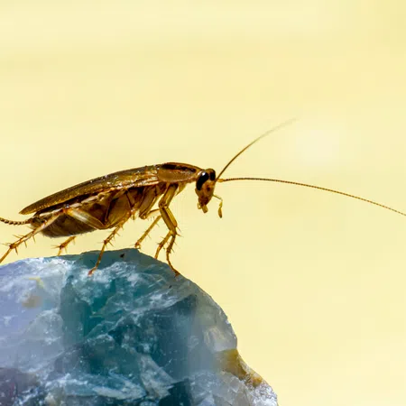 Close-up of a brown cockroach perched on a blue crystal against a soft yellow background.