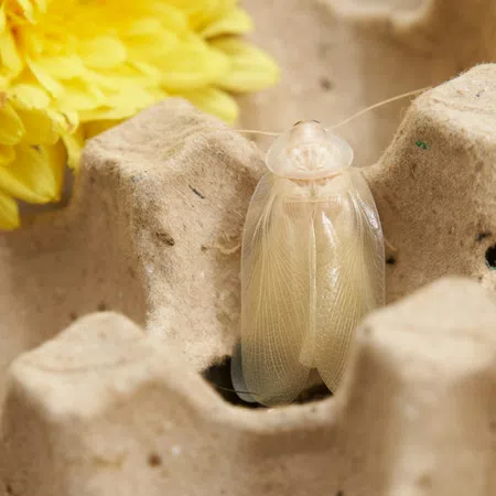 Close-up of a pale cream-colored insect resting on a textured beige surface with yellow flowers in the background