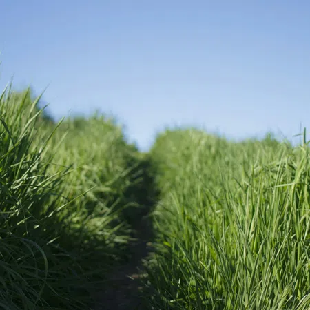 Narrow dirt path cutting through tall, lush green grass under a clear blue sky on a sunny day