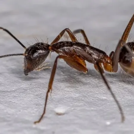 Close-up macro image of a black ant on a textured white surface highlighting body and legs.