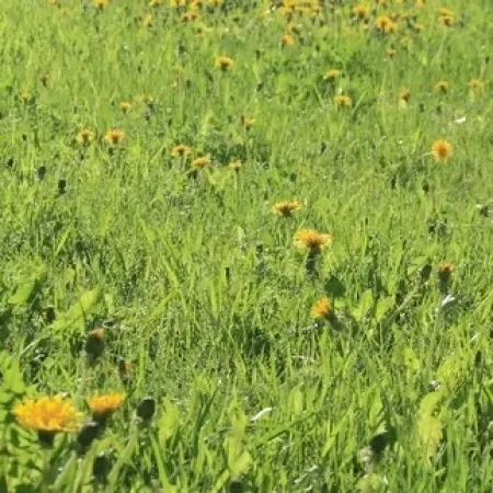 Green grassy field with scattered yellow dandelions under bright daylight.