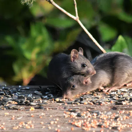 Two black mice on a wooden surface covered with scattered seeds, surrounded by green foliage in background